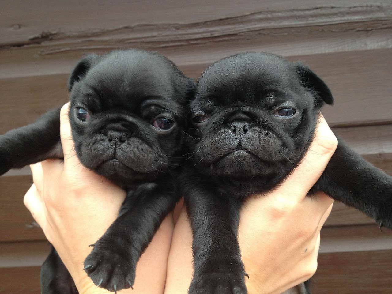 Black Pug Puppies For Adoption | PETSIDI