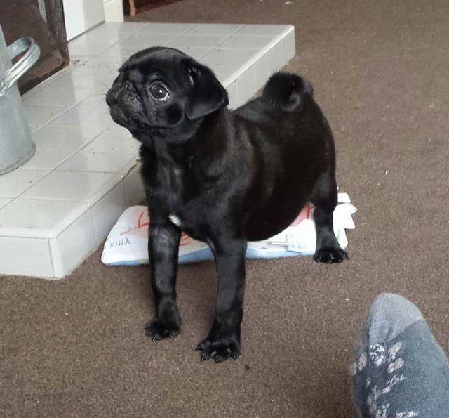 Black Pug Puppies For Sale In Ma