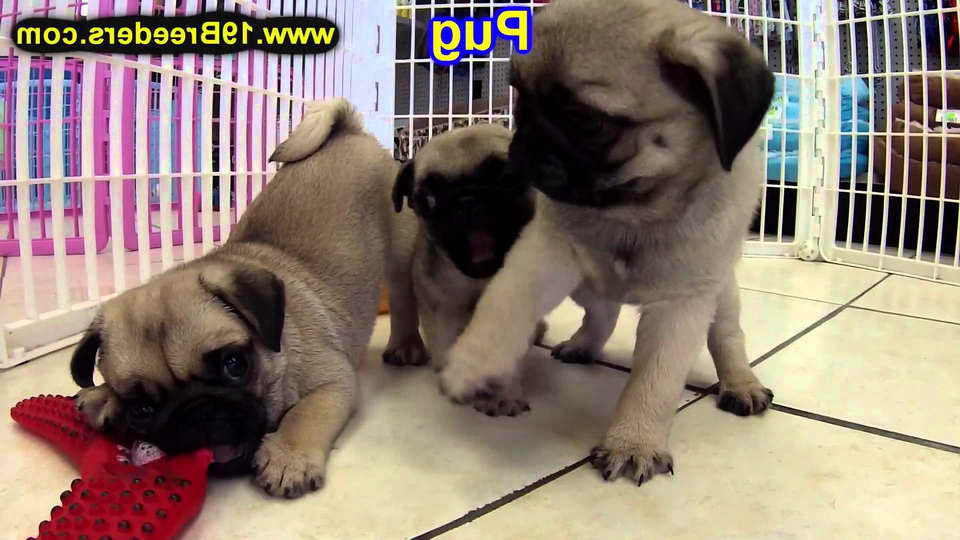 Black Pug Puppies For Sale In Michigan
