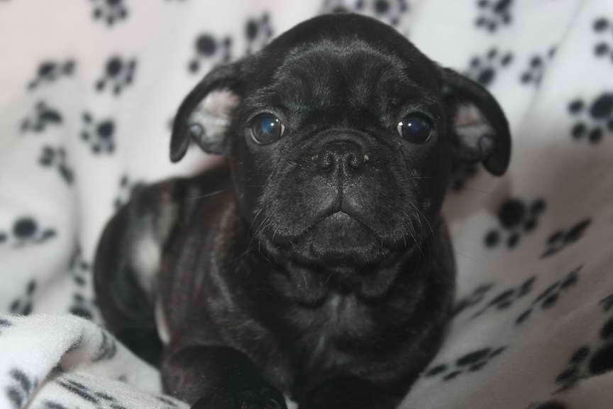 Black Pug Puppies For Sale In Nj