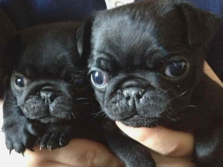 Black Pug Puppies For Sale In Texas