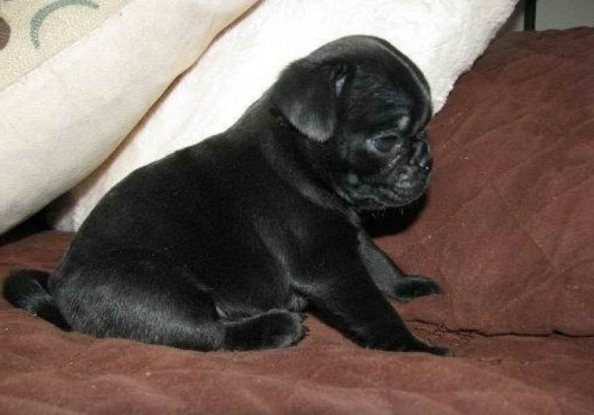 Black Pug Puppies Price