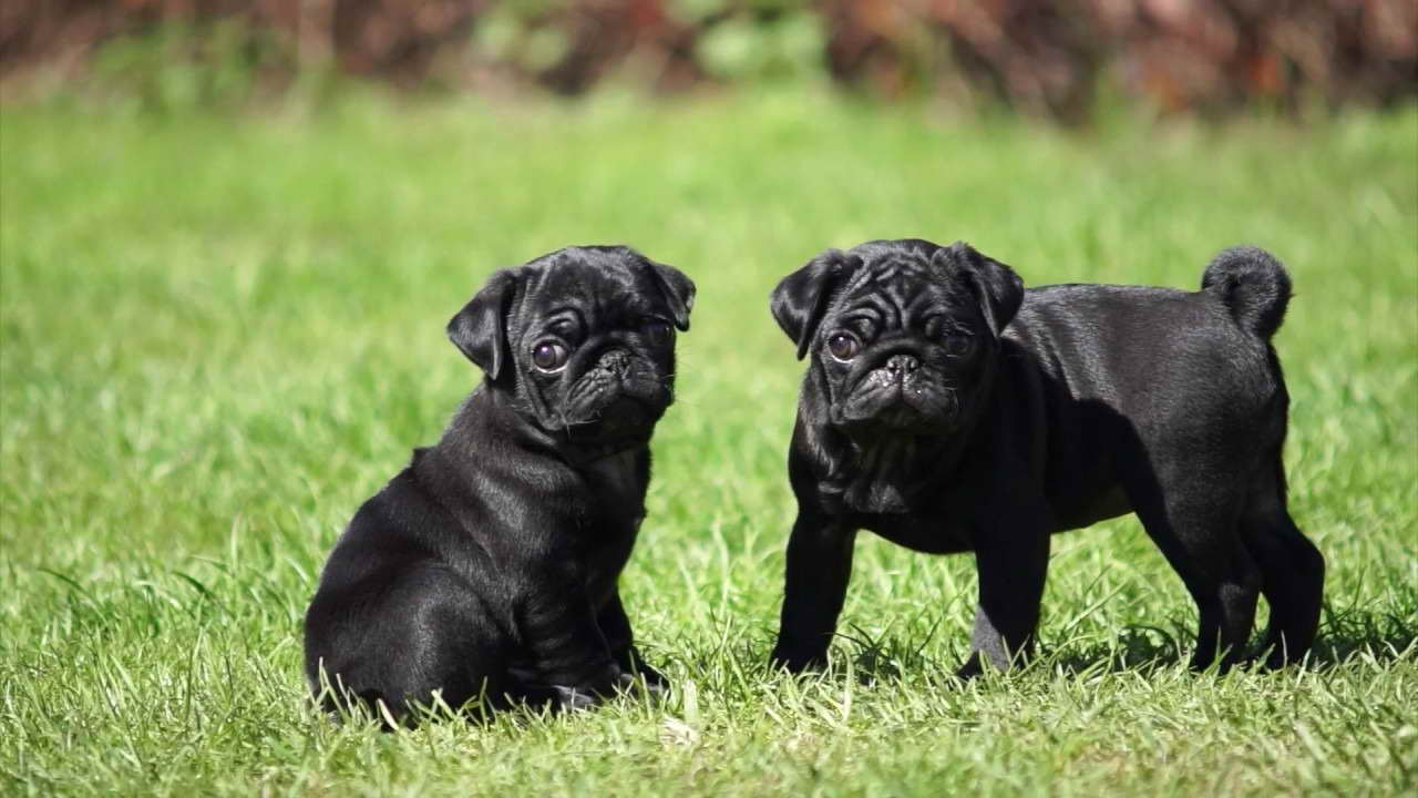 Black Pug Puppies
