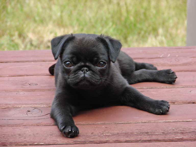 Black Pug Puppy Names