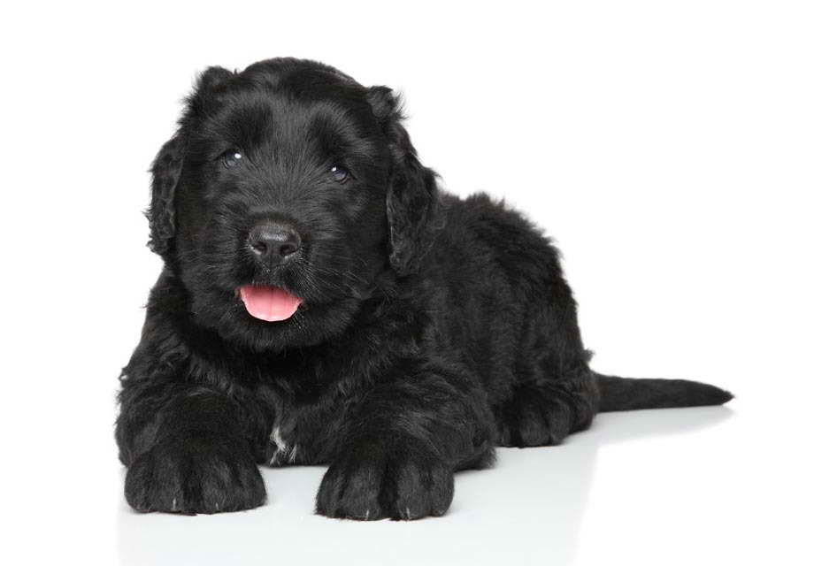 Black Russian Terrier Colorado