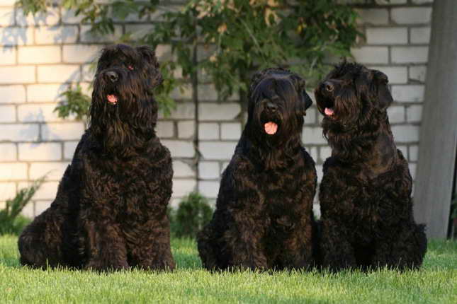 Black Russian Terrier Price