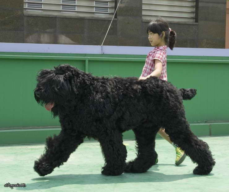 Black Russian Terrier Puppies Cost