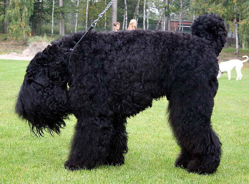 Black Russian Terrier Temperament