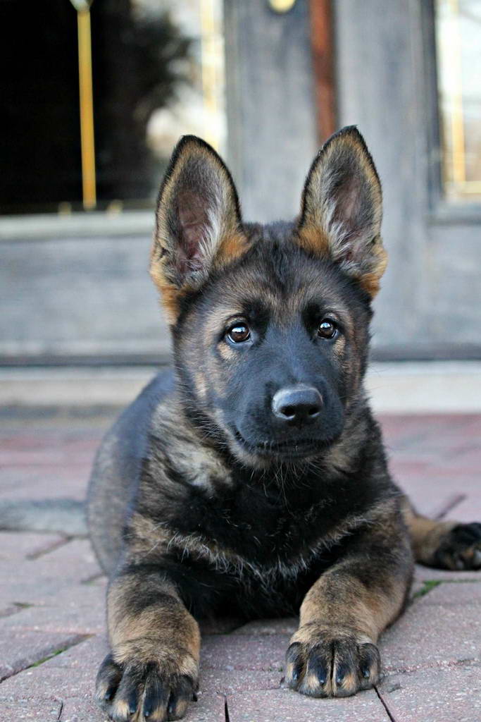 sable gsd for sale