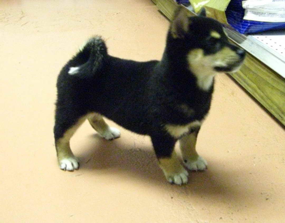 Black Shiba Inu Puppies For Sale Petsidi