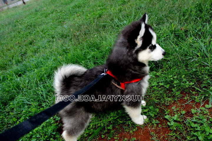 Black Siberian Husky Puppies For Sale