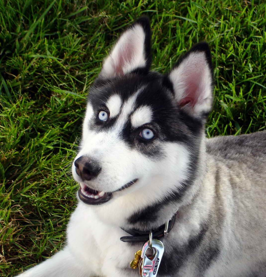 Albums 95+ Images black siberian husky puppies with blue eyes Superb