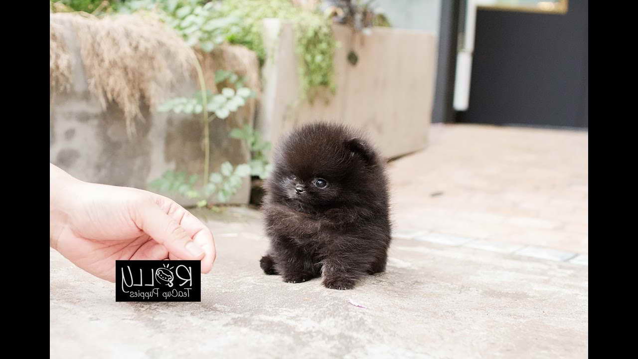 Black Teacup Pomeranian Puppies PETSIDI