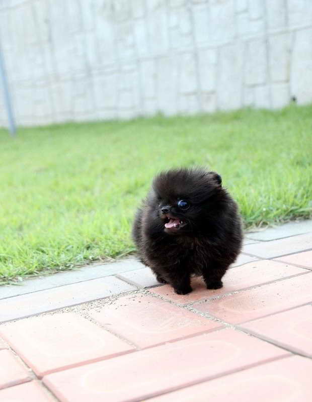 Black Teacup Pomeranian