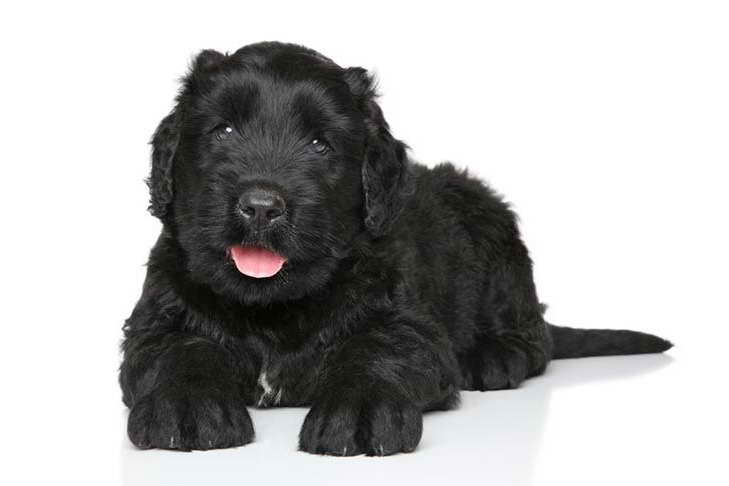 Black Terrier Dog