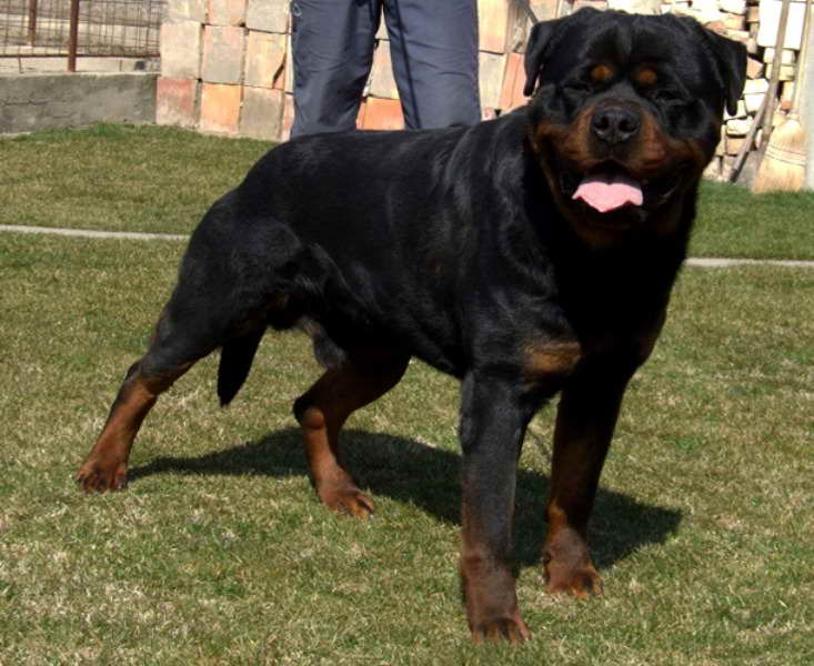 Block Head Rottweiler