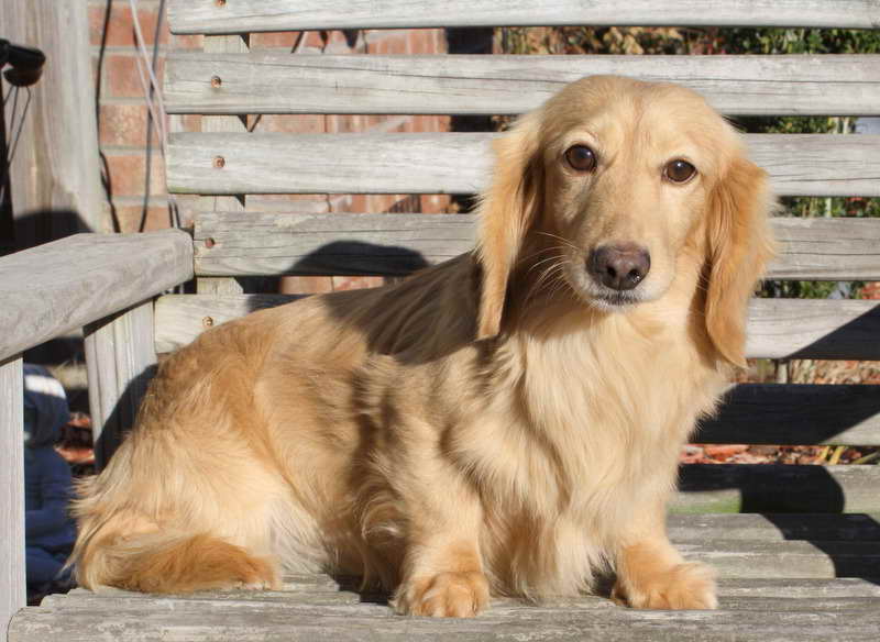 Blonde Dachshund Puppies For Sale