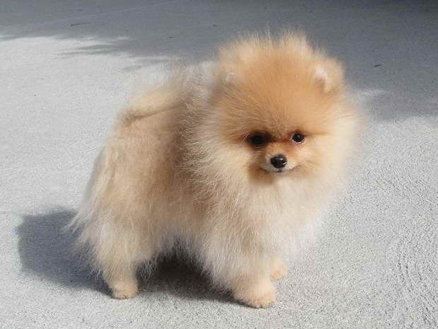 Blonde Pomeranian Puppies For Sale