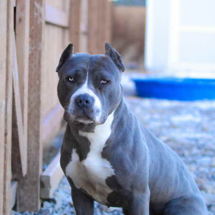 Blue American Pitbull Terrier Kennels