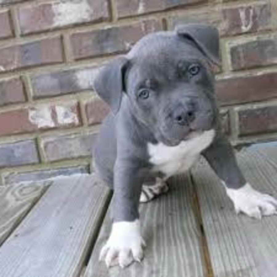 Blue American Pitbull Terrier Puppies For Sale