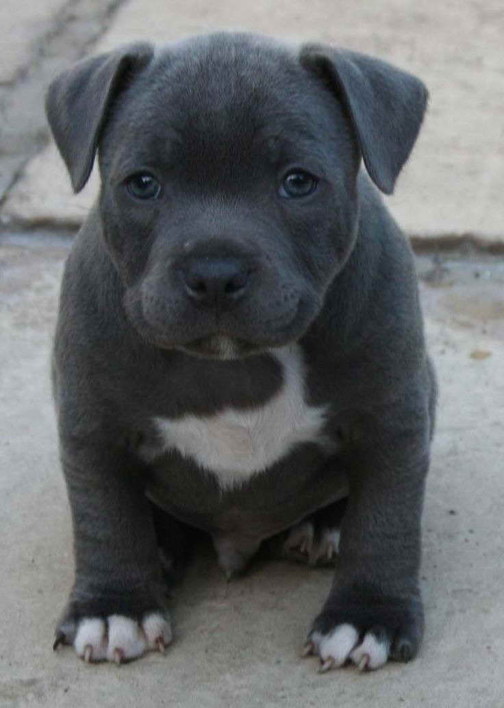 Blue American Staffordshire Terrier For Sale