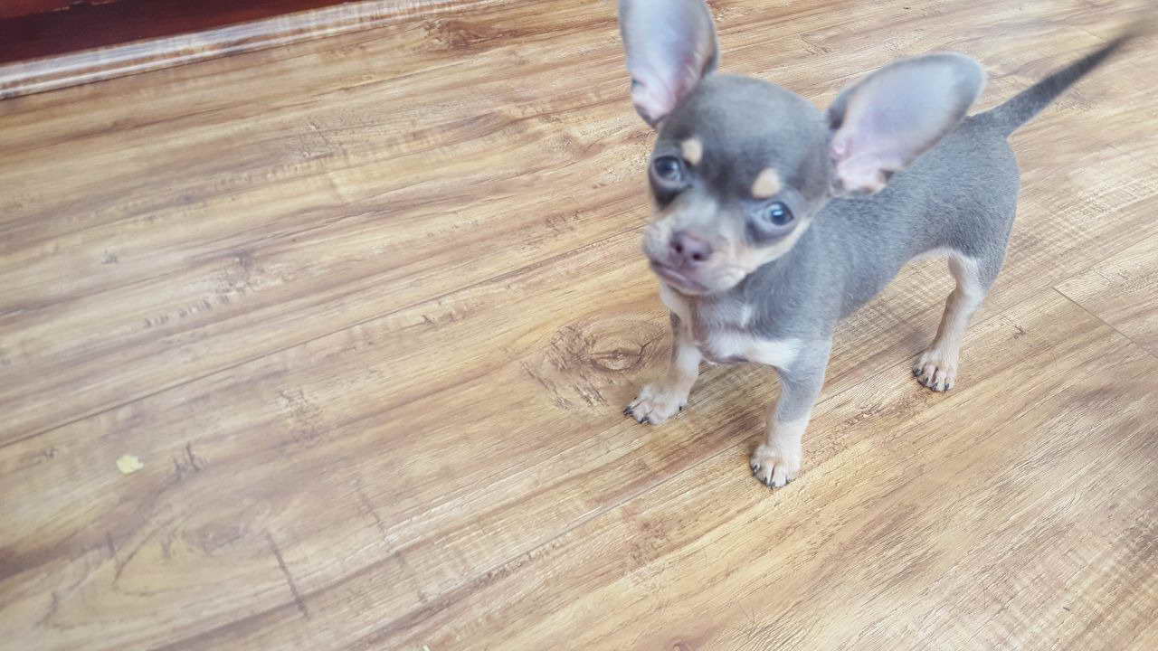 Blue And Tan Chihuahua For Sale