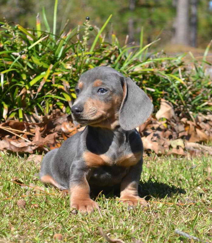 Blue And Tan Dachshund Puppies For Sale
