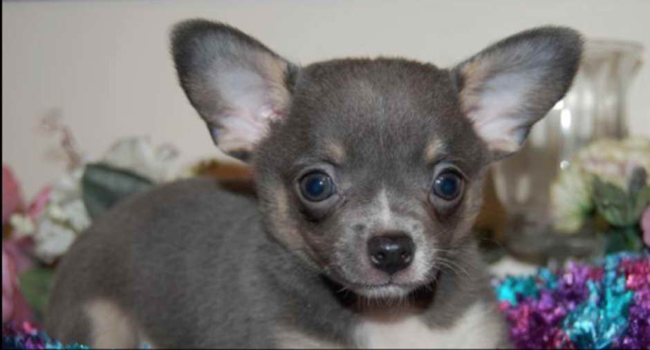 Blue Apple Head Chihuahua PETSIDI