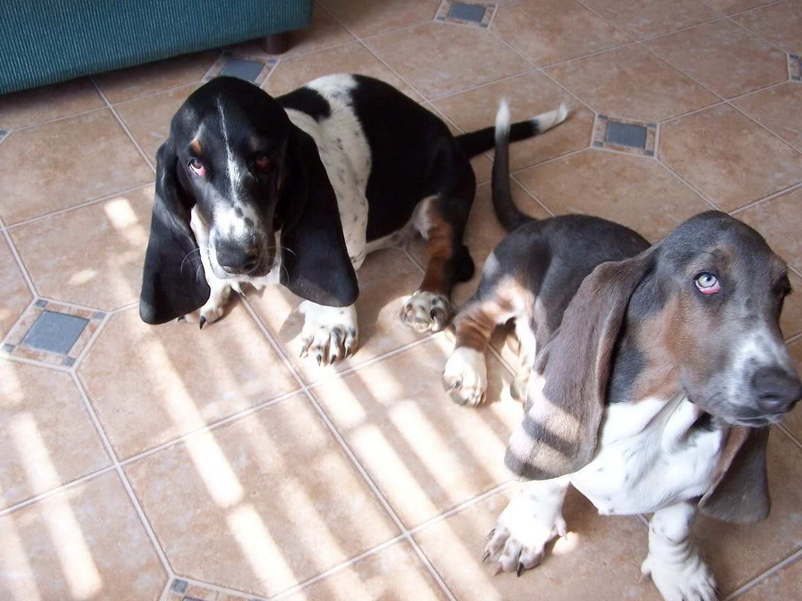 Blue Basset Hound