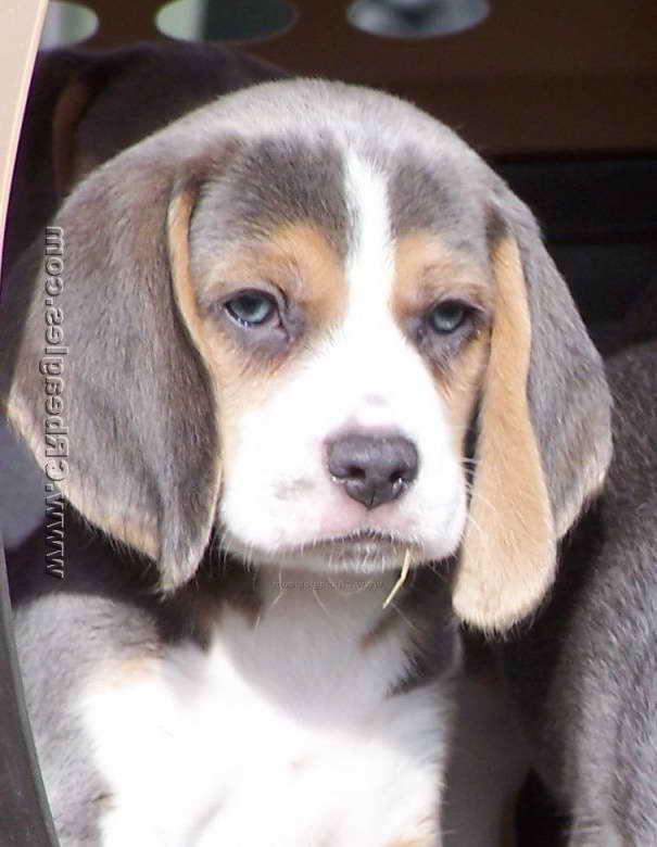 Blue Beagle Puppies