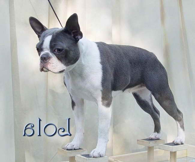 Blue Boston Terrier Puppies For Sale In Texas | PETSIDI