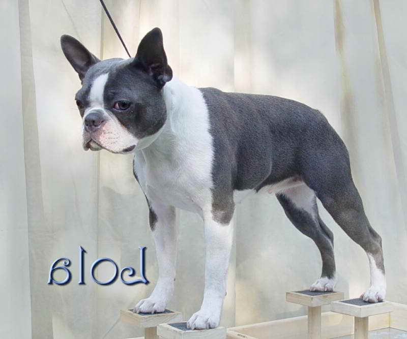 Blue Boston Terrier Puppy