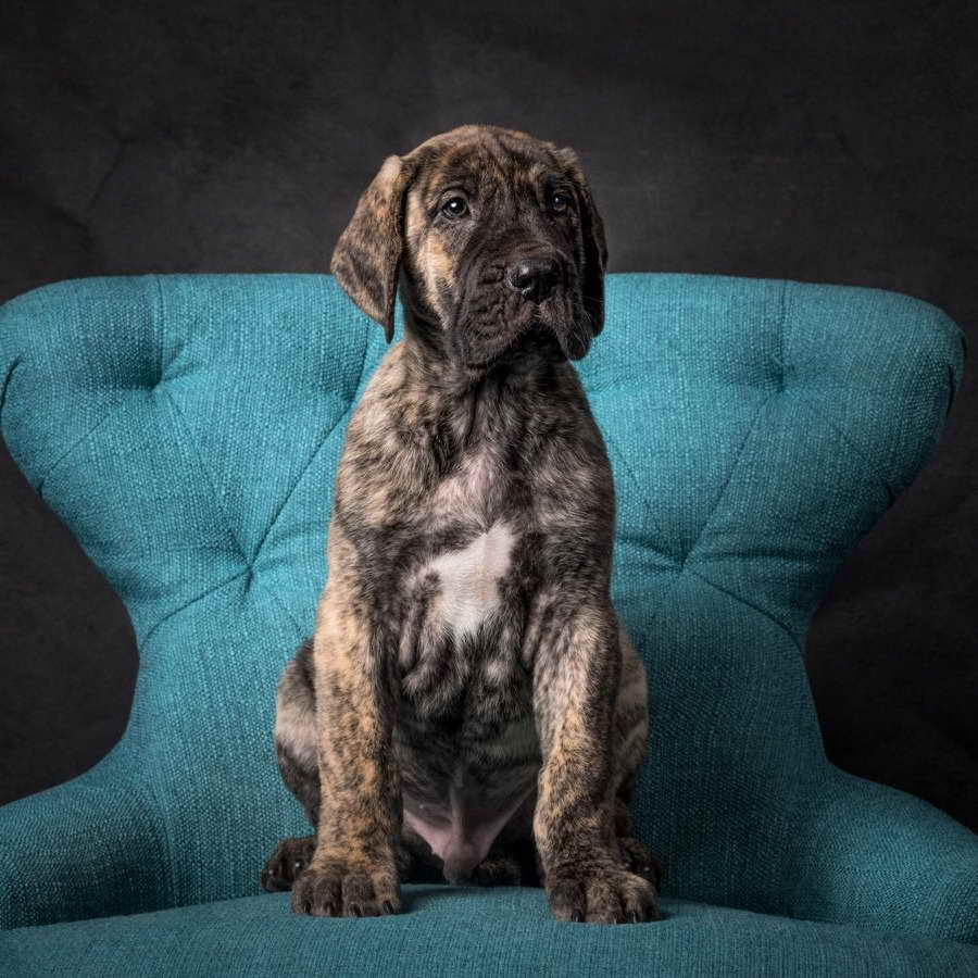 Blue Brindle Great Dane Puppies For Sale