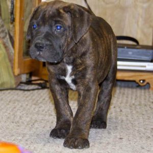 Blue Bull Mastiff Puppies