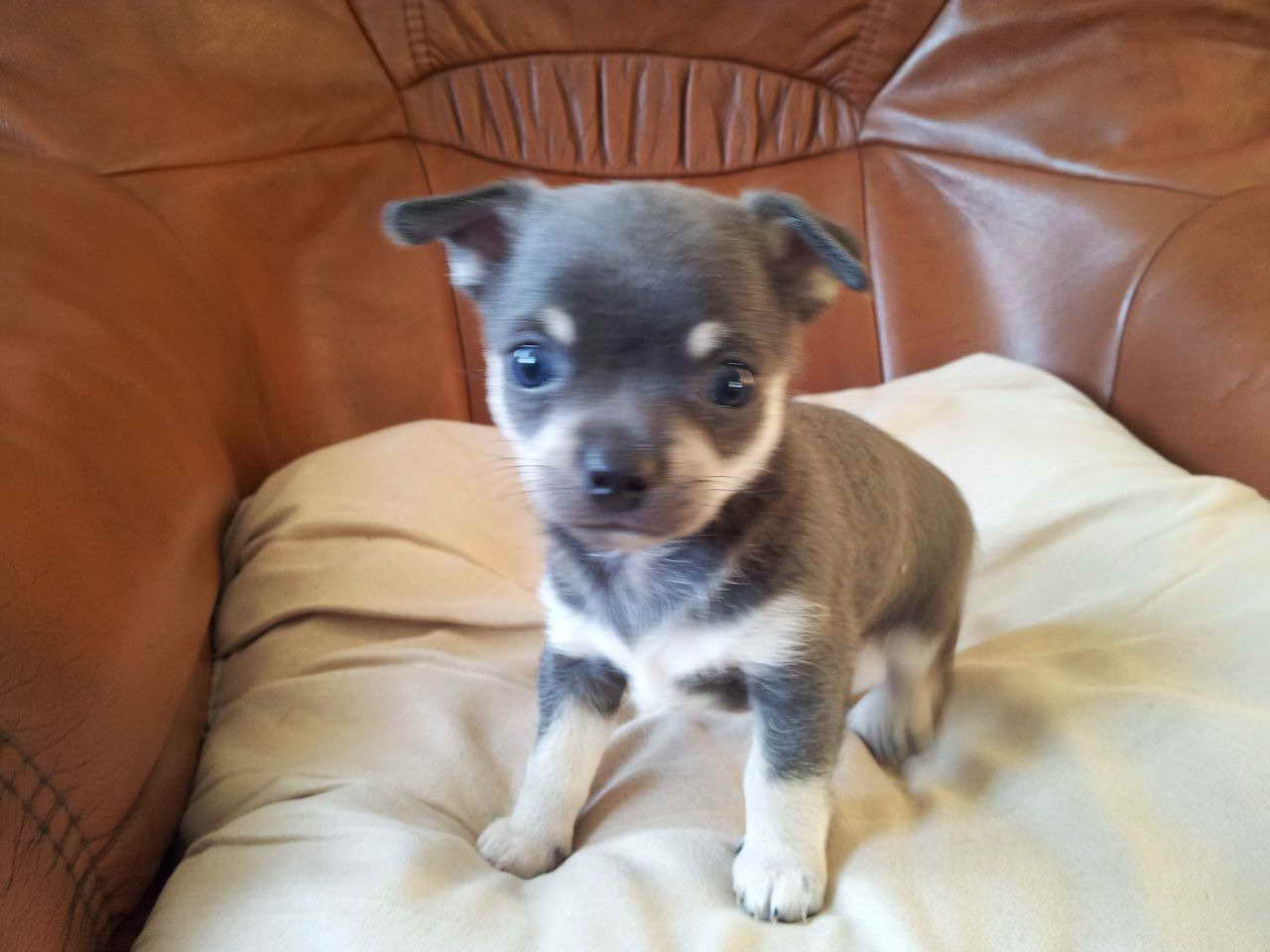 Blue Chihuahua Puppies