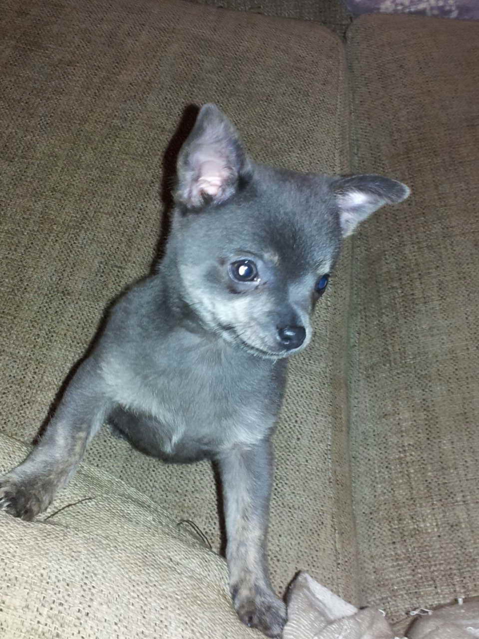 Blue Chihuahua Puppy For Sale