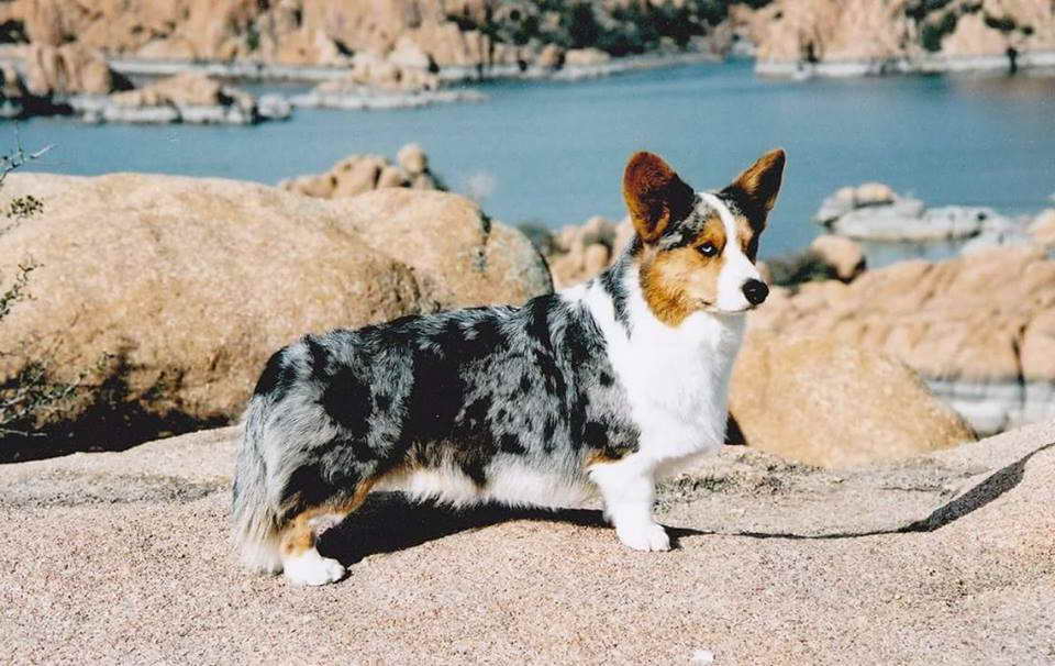 Blue Corgi