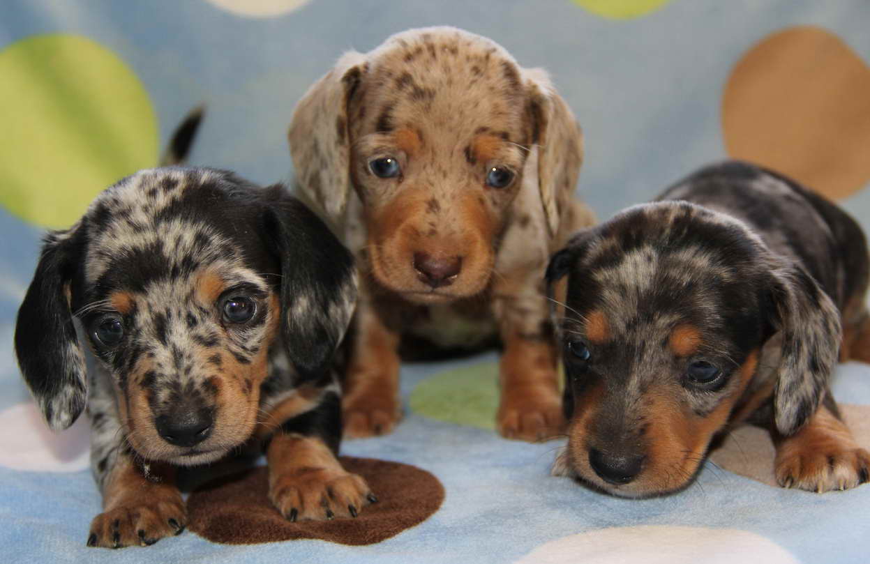 Blue Dapple Dachshund Puppies For Sale PETSIDI