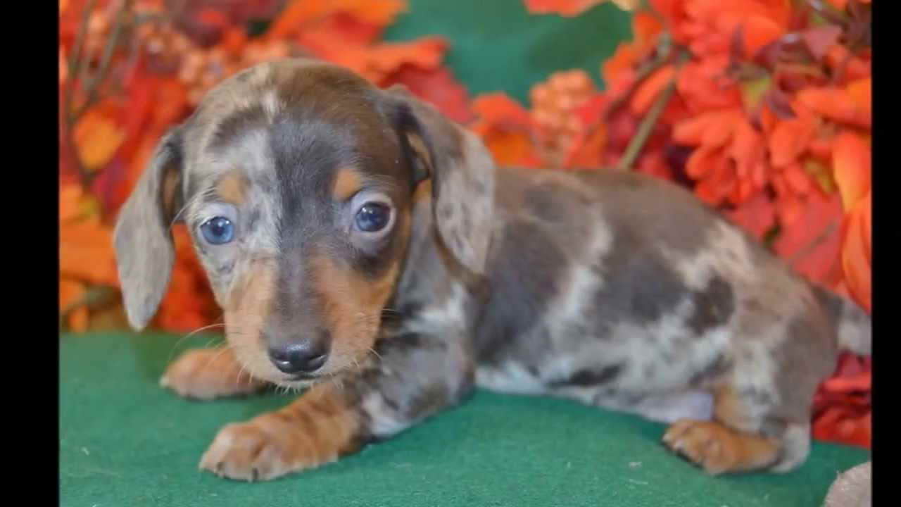 Blue Dapple Mini Dachshund Puppies For Sale PETSIDI