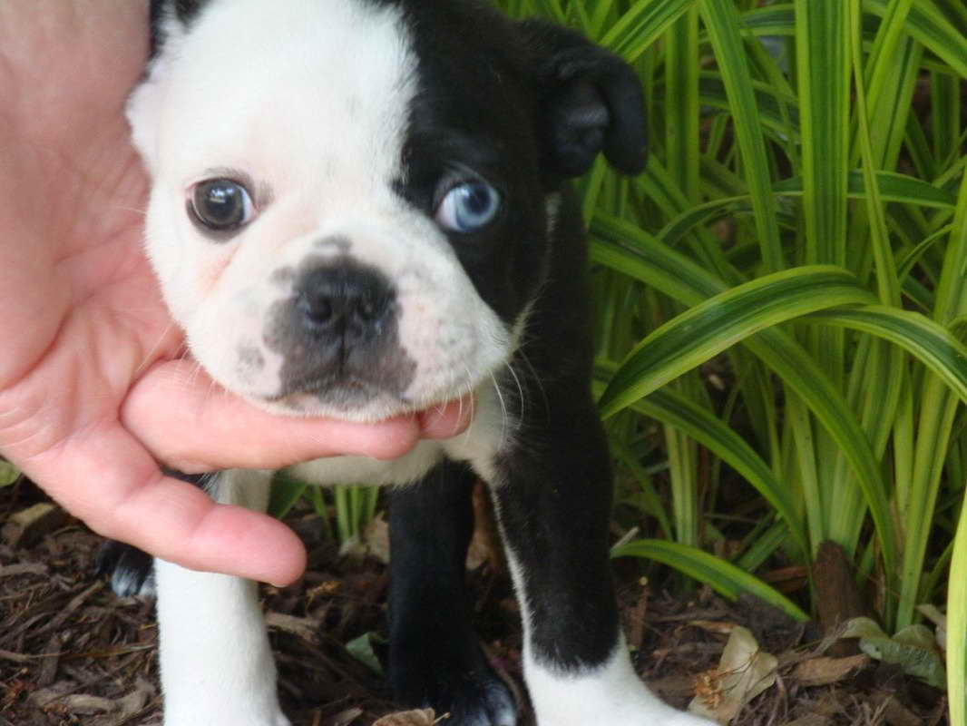 Blue Eyed Boston Terrier For Sale PETSIDI