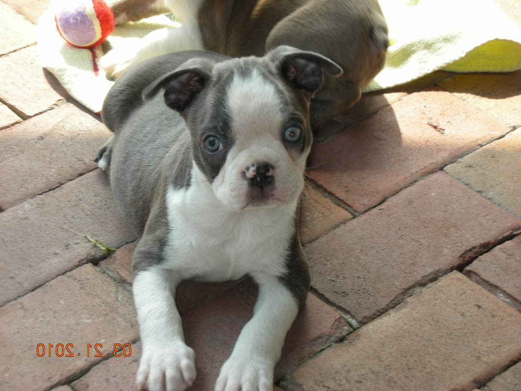 Blue Eyed Boston Terrier Puppies For Sale PETSIDI