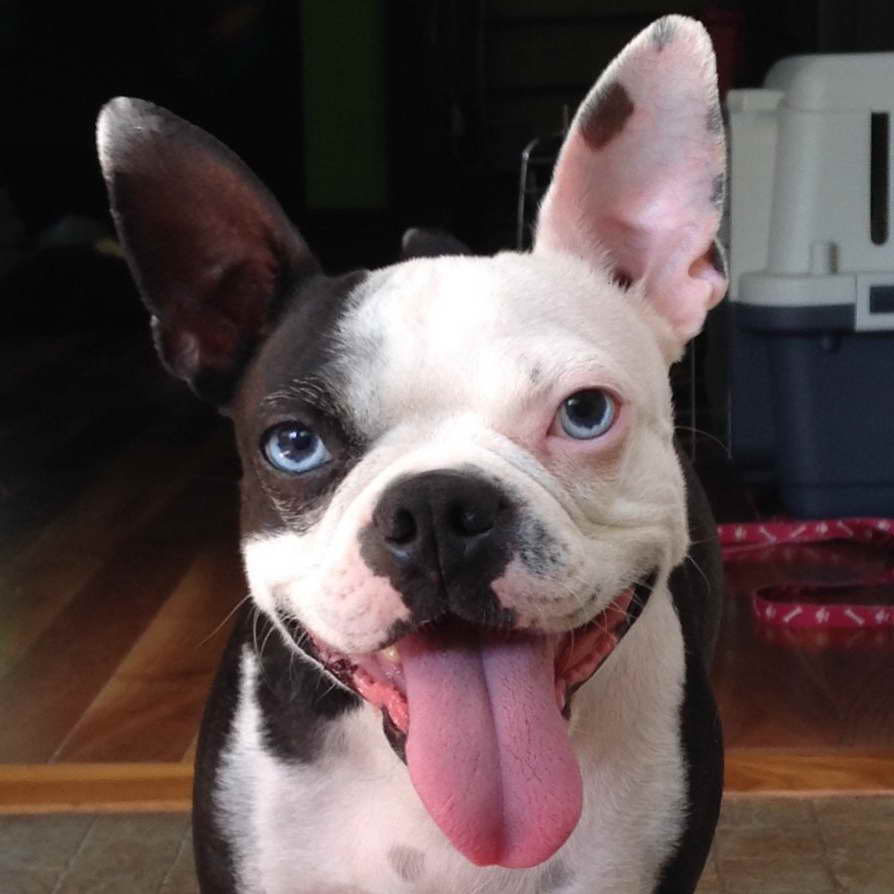 Blue Eyed Boston Terrier