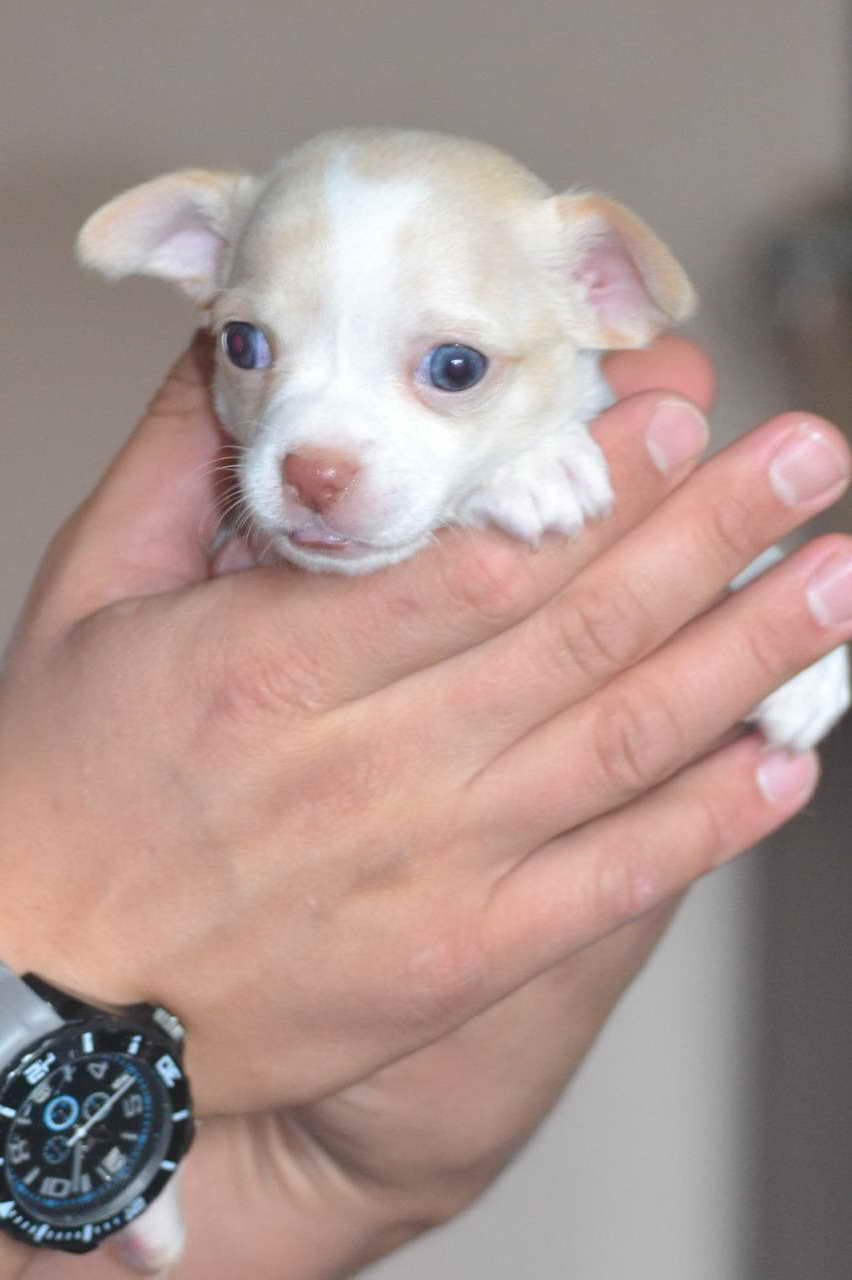 Blue Eyed Chihuahua