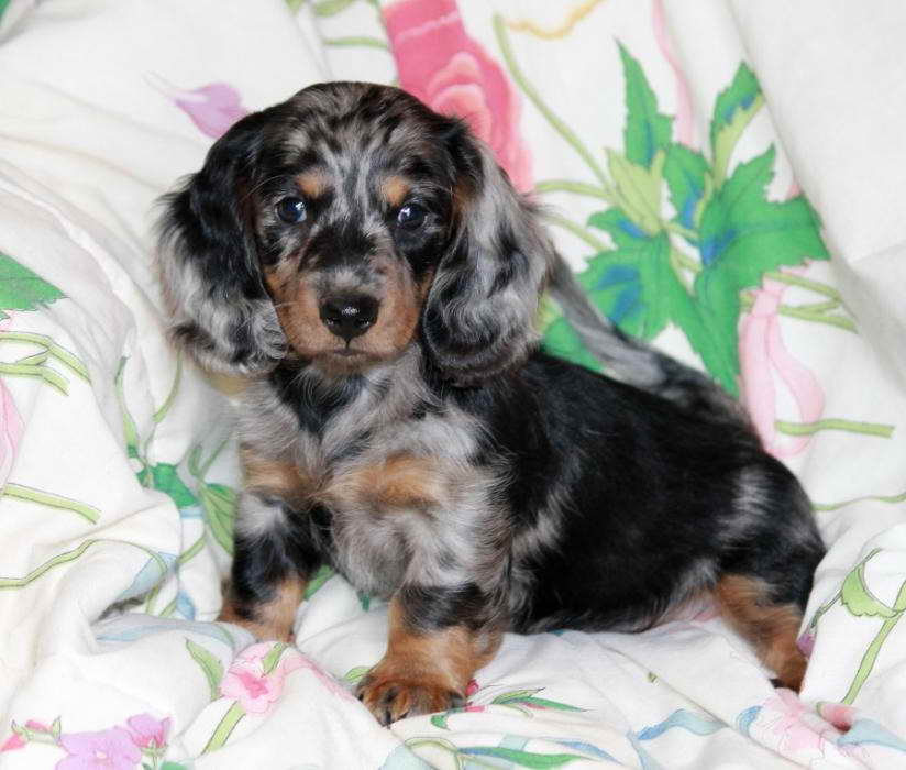 Blue Eyed Dachshund Puppies For Sale