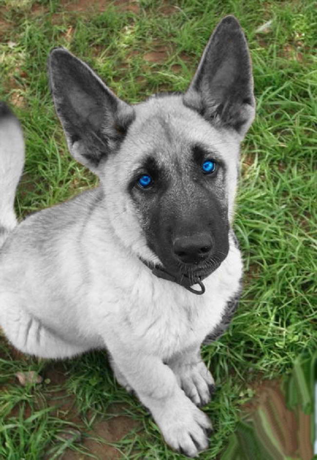 Blue Eyed German Shepherd Puppy | PETSIDI