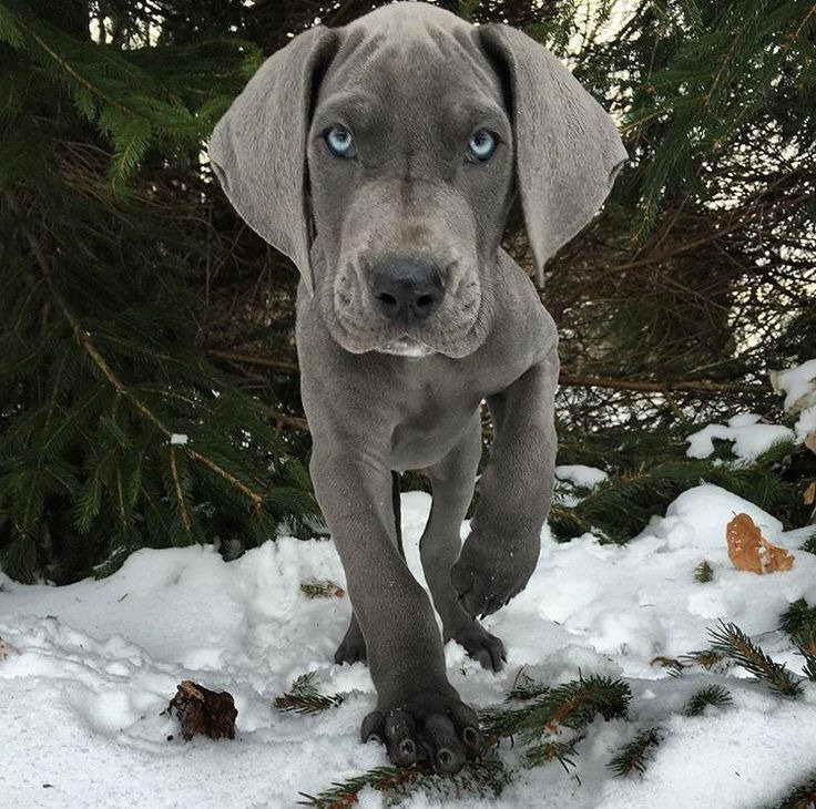 Blue Eyed Great Dane Puppies For Sale PETSIDI