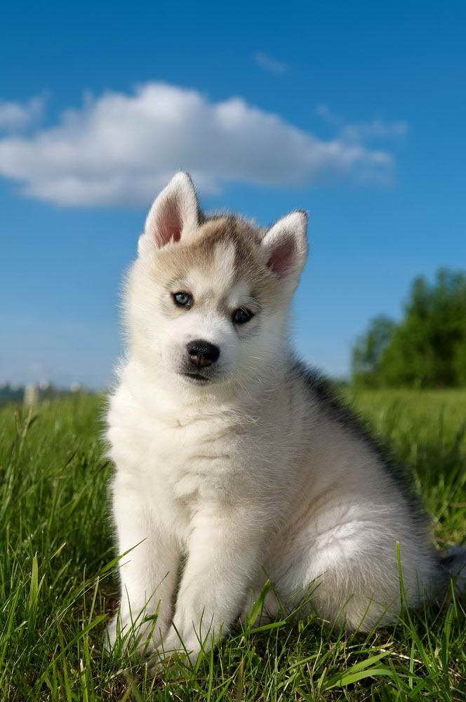 Blue Eyed Husky Names