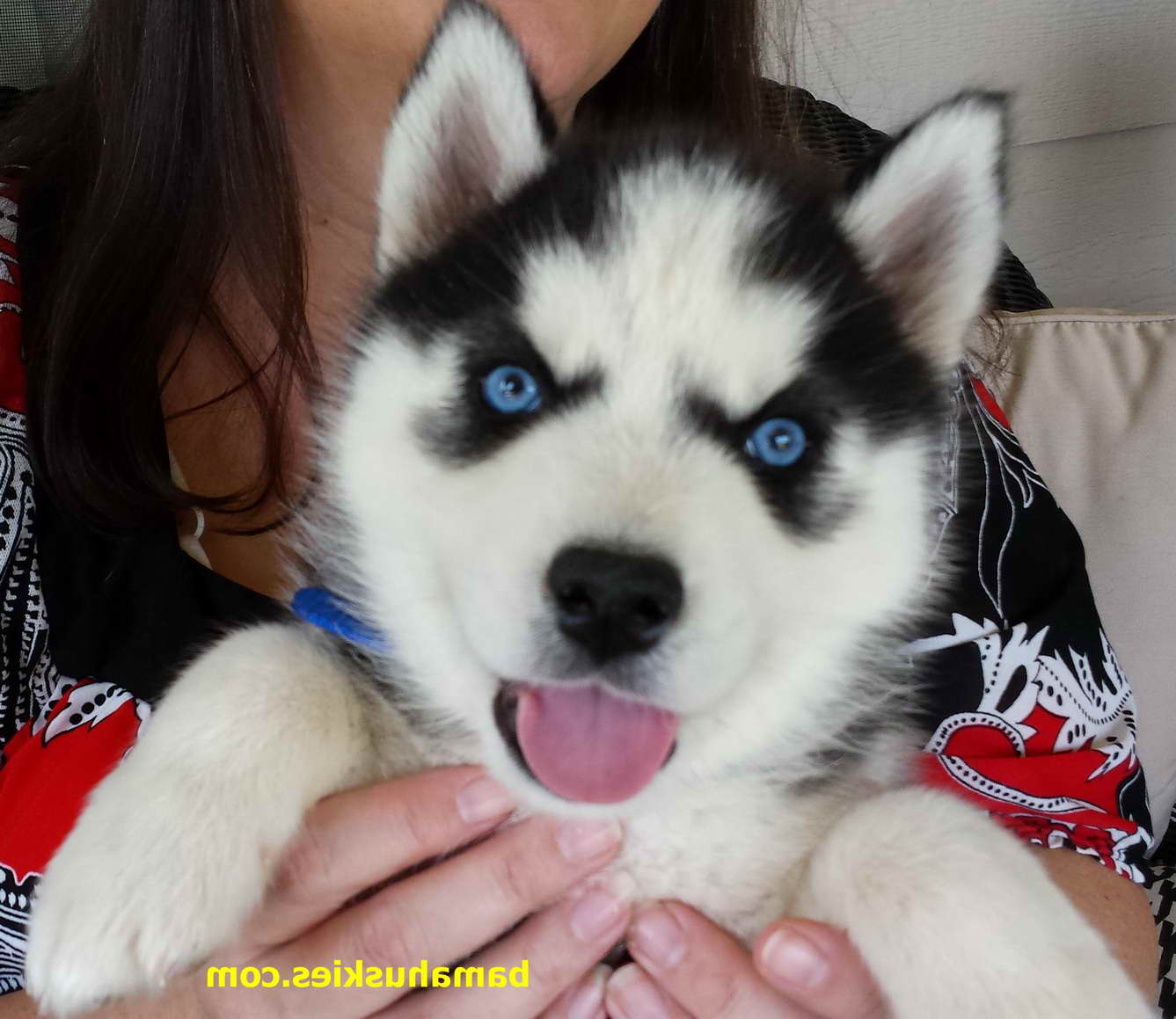Blue Eyed Husky Puppies For Sale