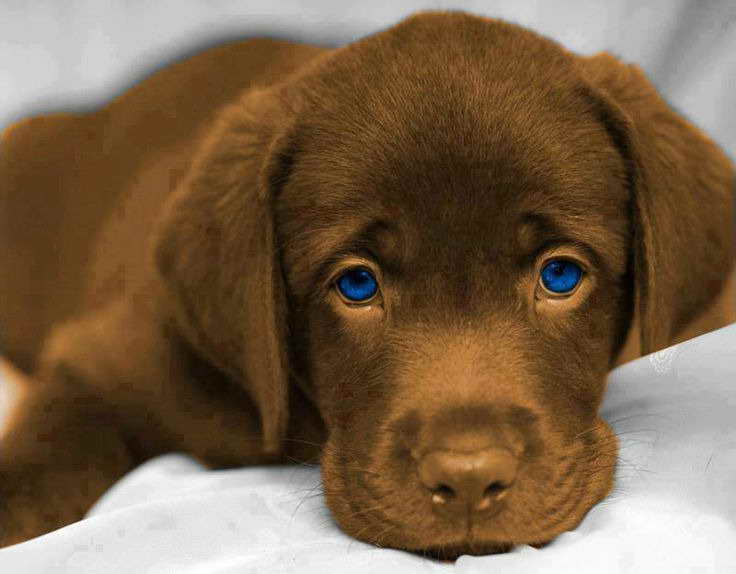 black lab with blue eyes for sale