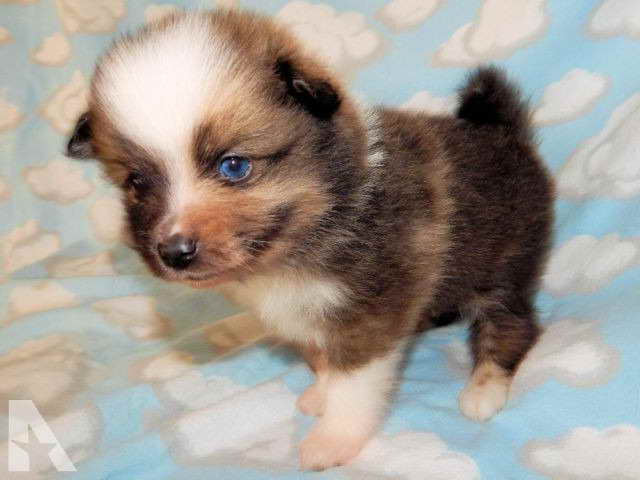 Blue Eyed Pomeranian Puppies For Sale